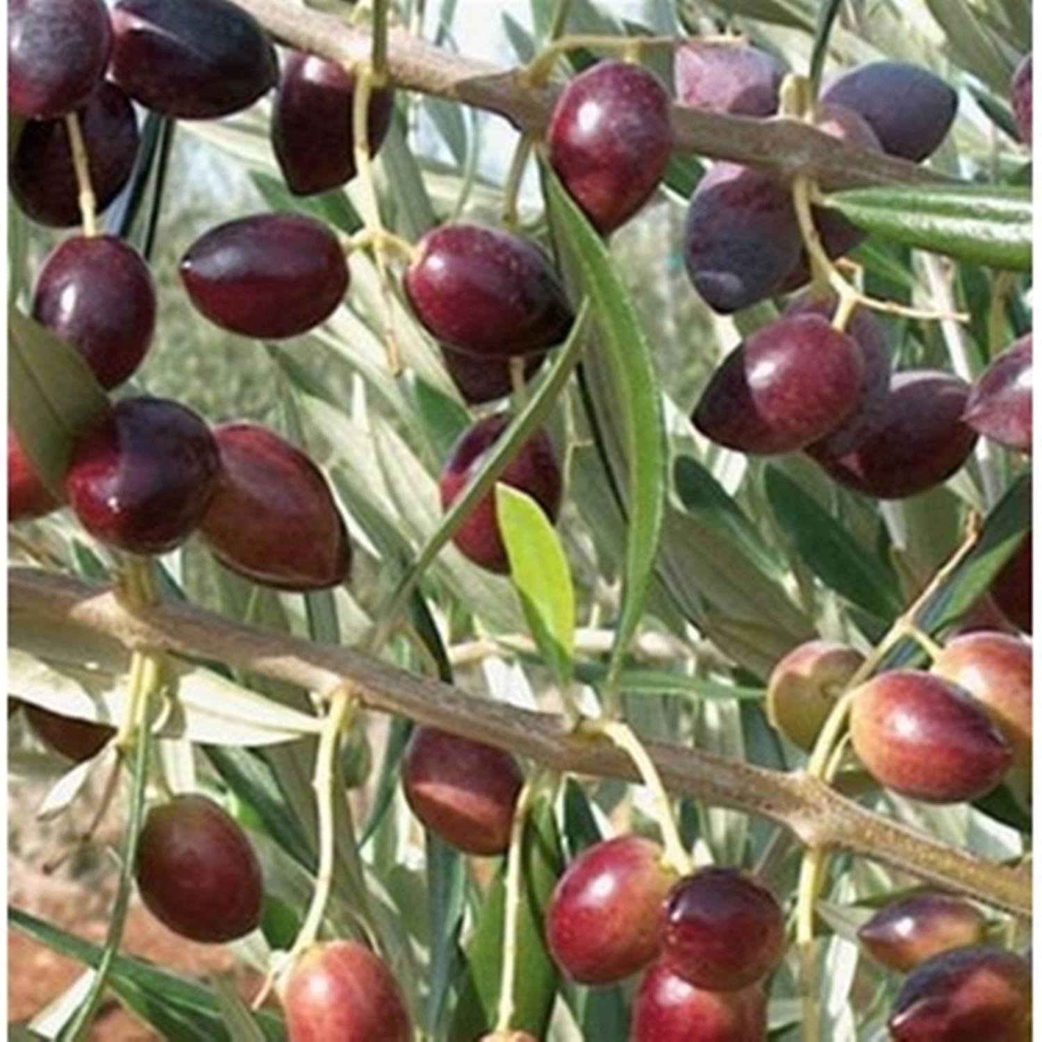  2 ADET TÜPLÜ AYVALIK ZEYTİN FİDANI