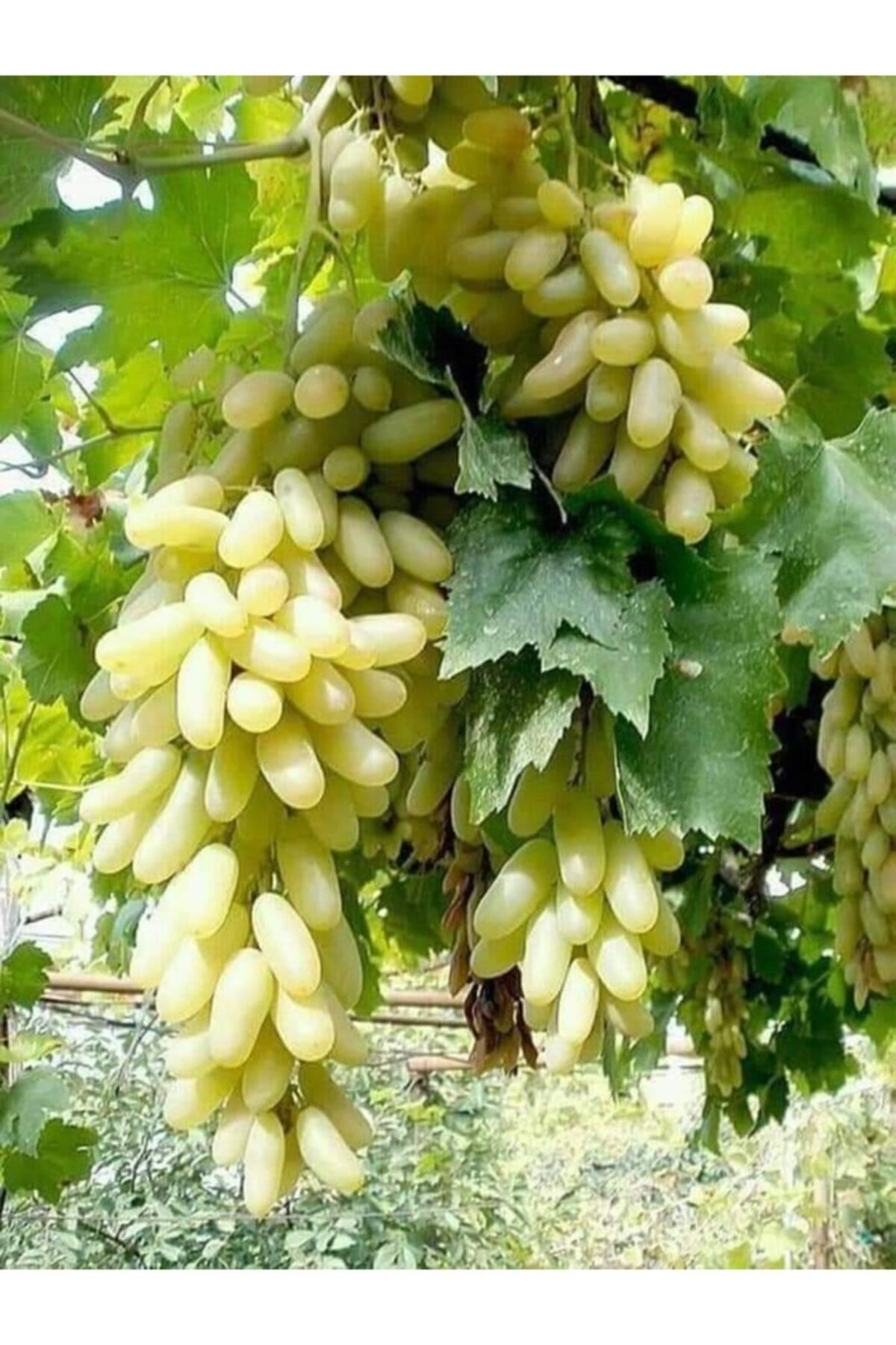  2 Yaş Tüplü Fidan Hatun Parmağı Üzüm Fidanı 80-110 cm