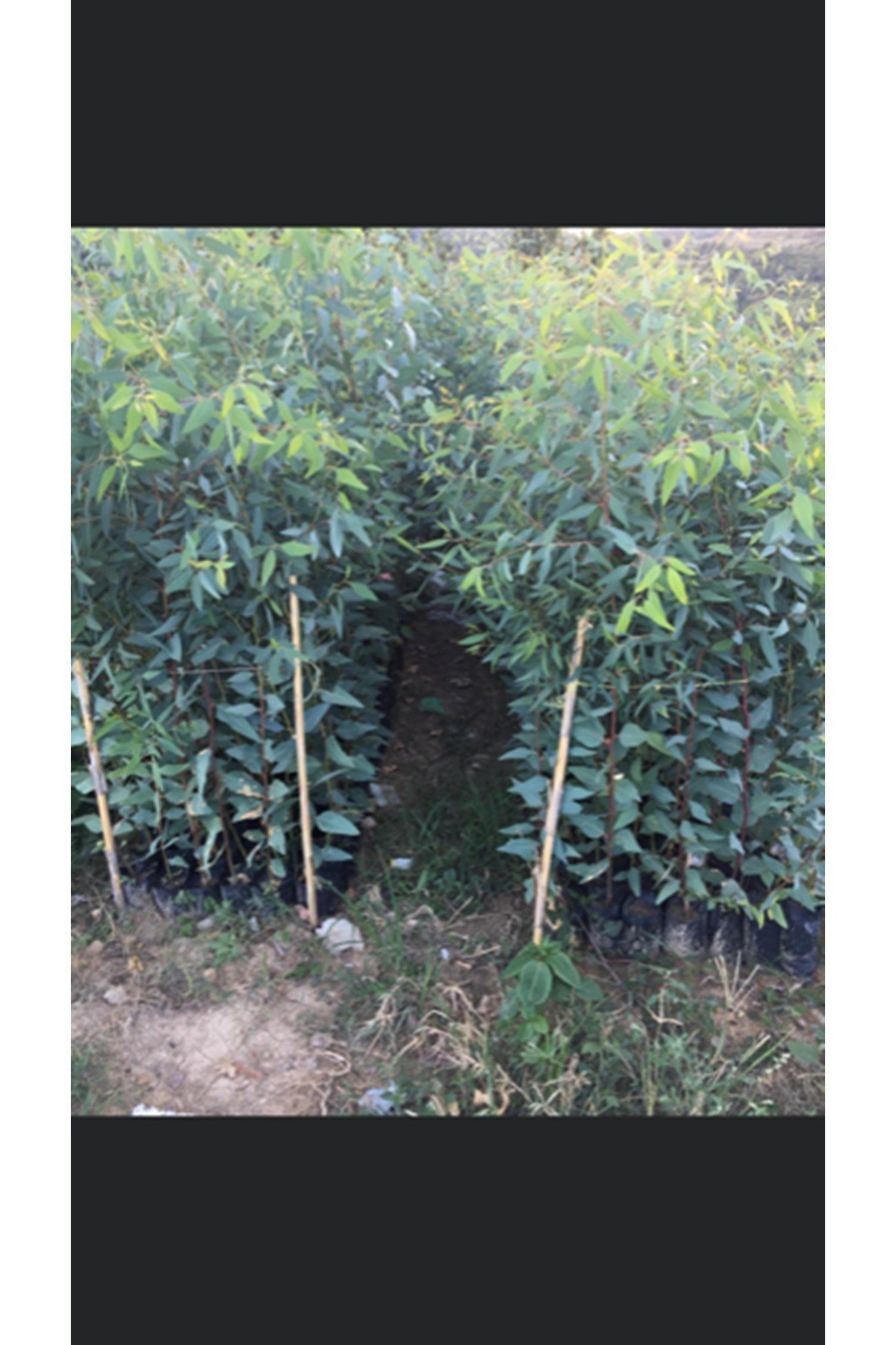 10 adet Bataklık Kurutan Okaliptus Fidanı Boy 100-120cm 