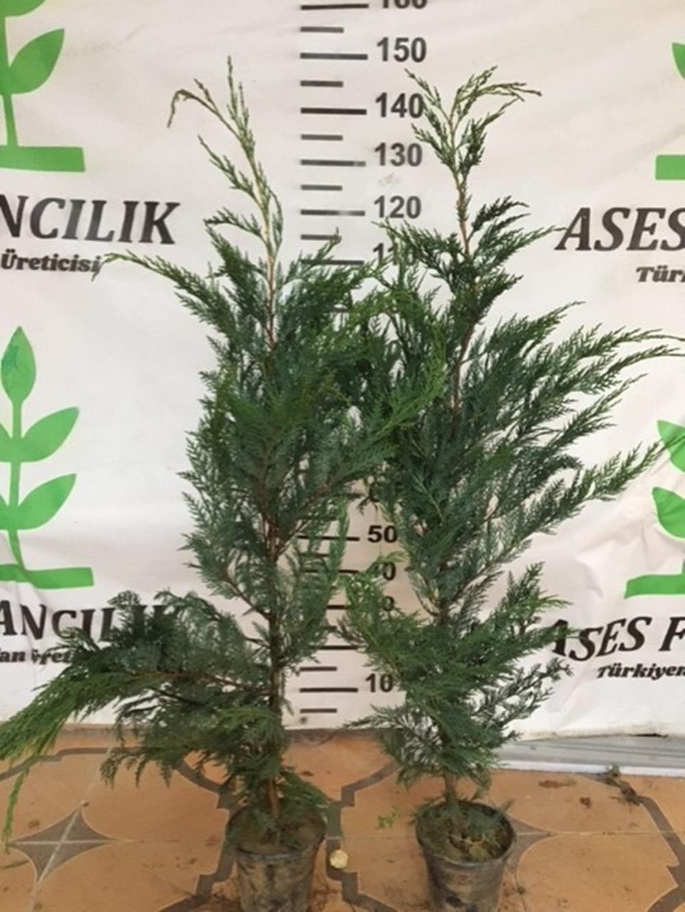2 ADET GENİŞ FORMLU LEYLANDİ FİDANI BOY 100-130 CM