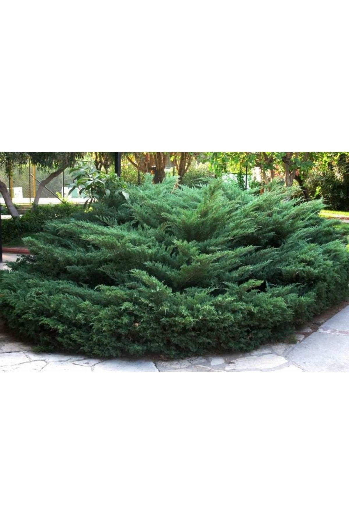 2 adet SAKSIDA YAYILICI ARDIÇ FİDANI BOY 40-50 CM