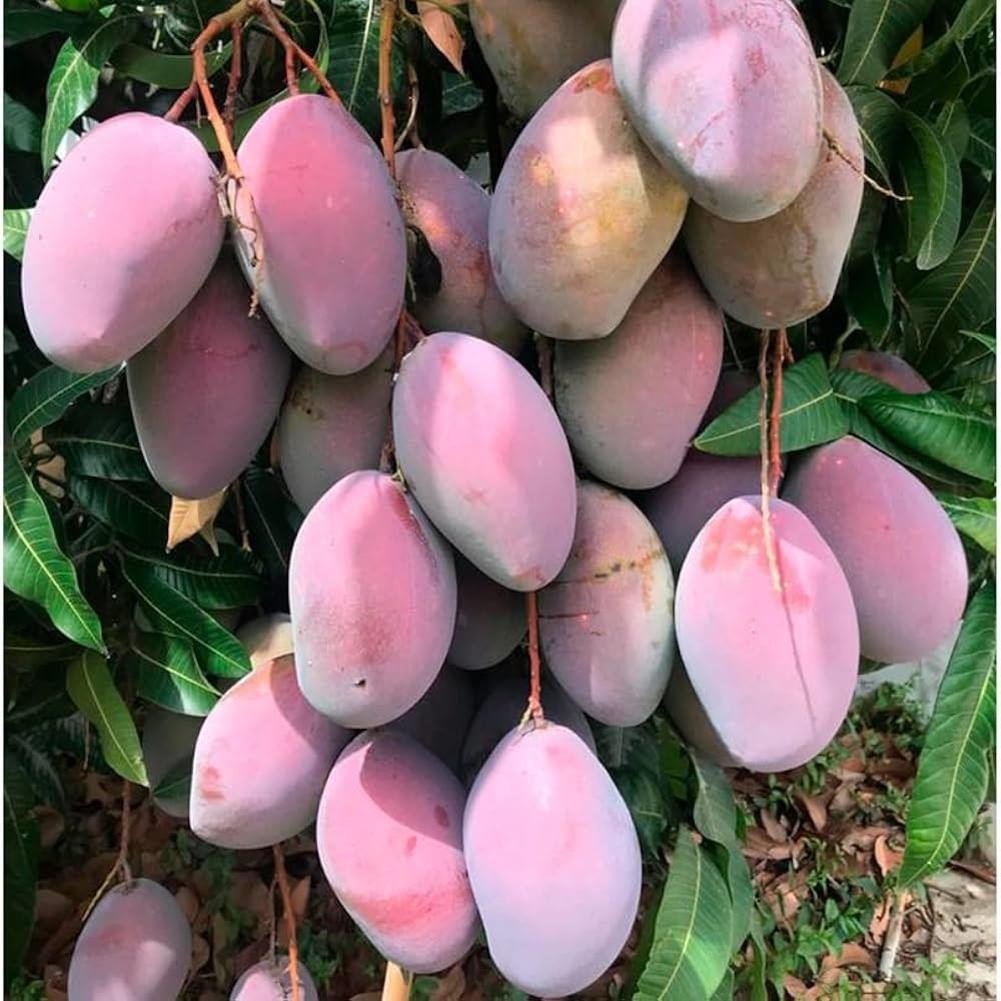 2 YAŞ SAKSIDA AŞILI OSTEEN MANGO FİDANI BOY 100-120 CM