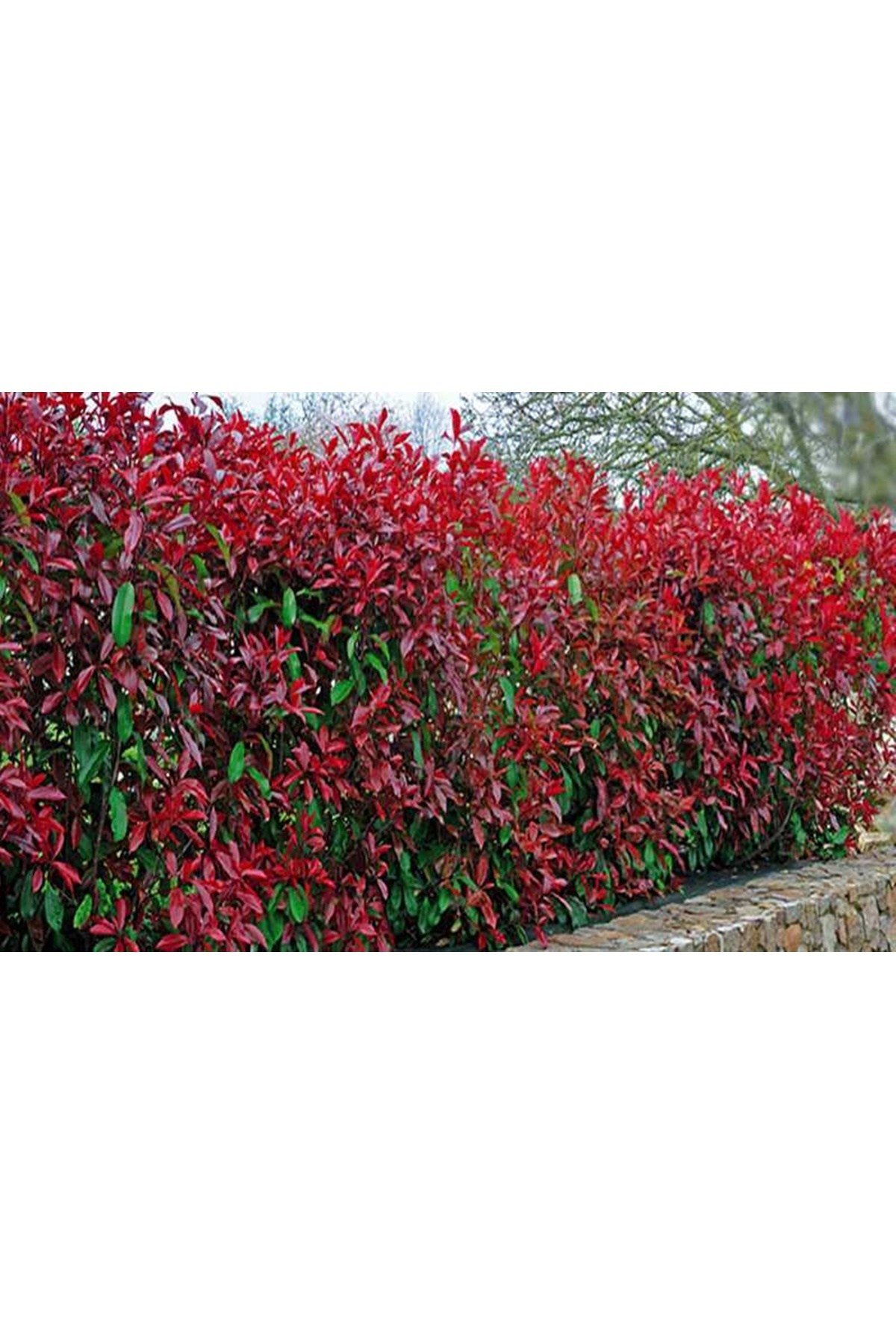 5 adet Alev Çalısı (Photinia Red Robin) 70-100 cm