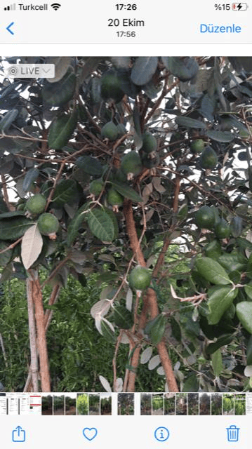7 yaş meyve veren Saksıda Feijoa (kaymak Ağacı) Fidanı 200 +Cm Boy