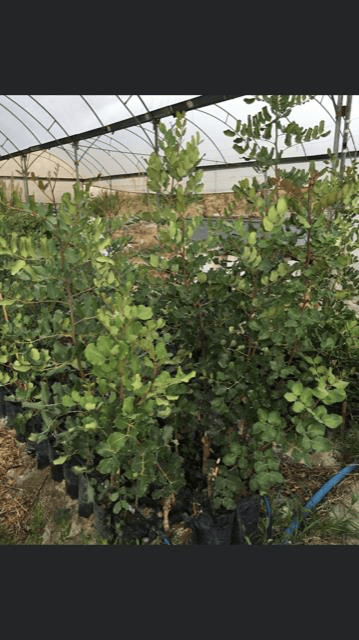 AŞILI TÜPLÜ KEÇİ BOYNUZU (HARNUP) FİDANI 80-110cm
