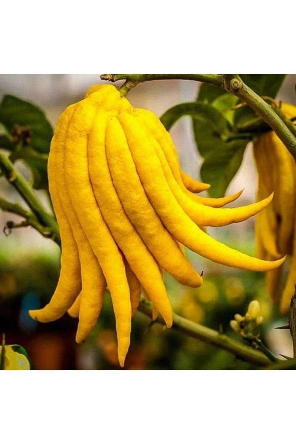 Buda'nın eli limon fidanı yaş 3 boy 100-140 cm 