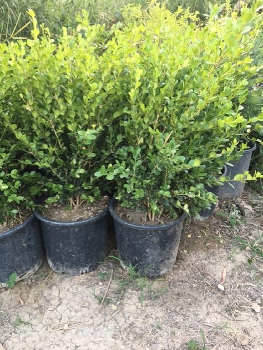 Geniş forumlu hızlı büyüyen Şimşir Fidanı Buxus Sempervirens 60-80 cm