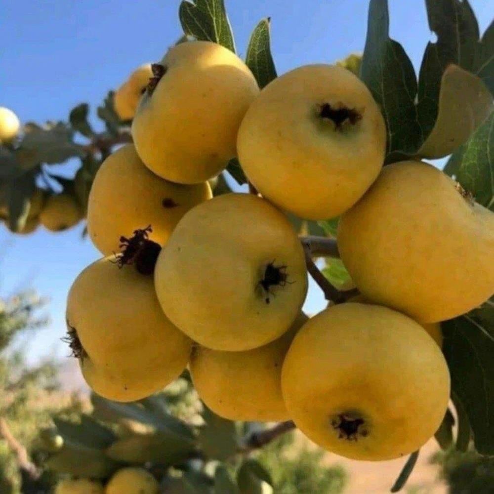 MEYVE VEREN AŞILI İRİ MEYVELİ SARI BELEN ALIÇ FİDAN YAŞ 3 BOY 100-130 CM