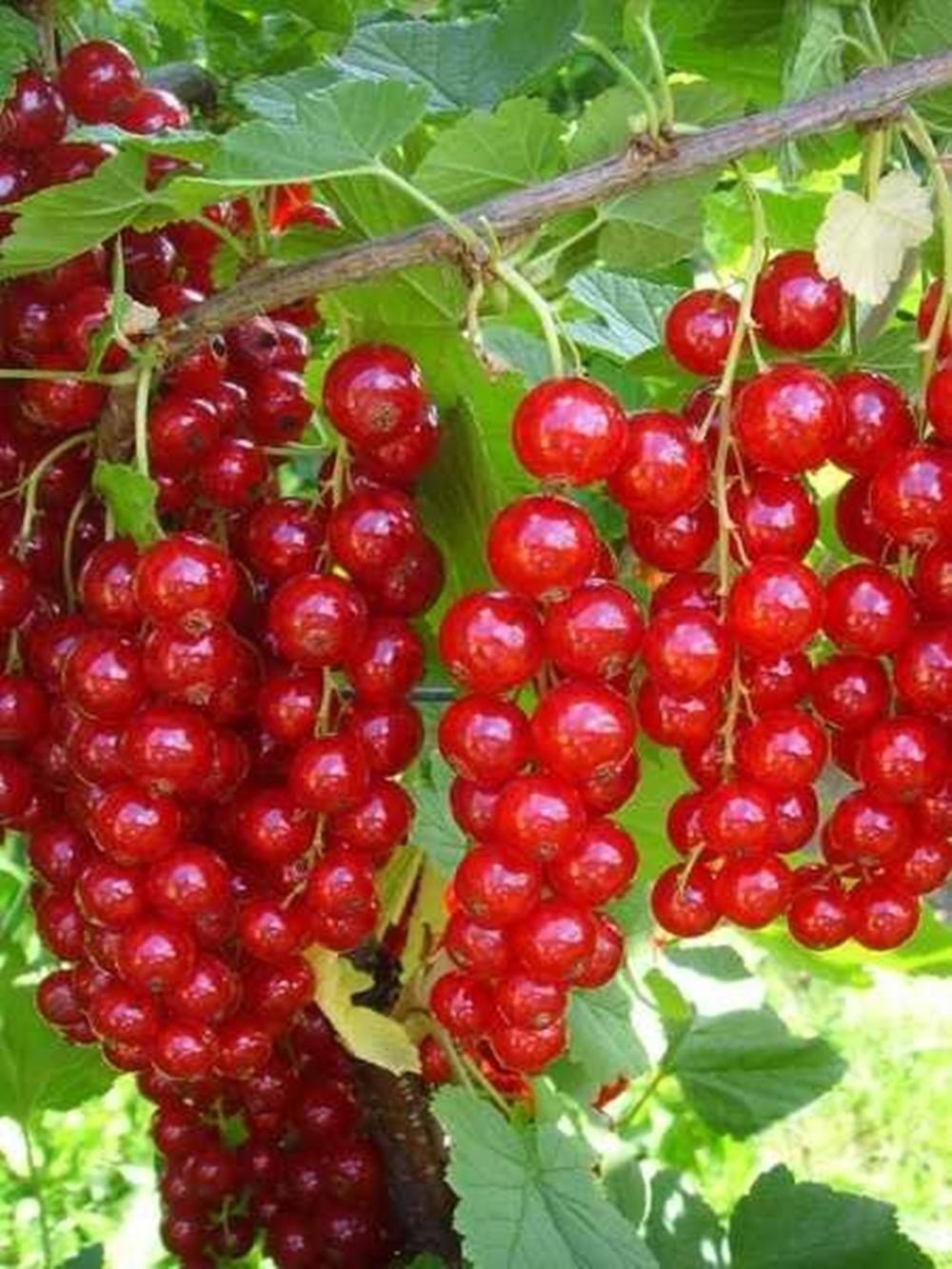 Saksıda 2 yaş  kırmızı frenk üzümü  70-90 cm