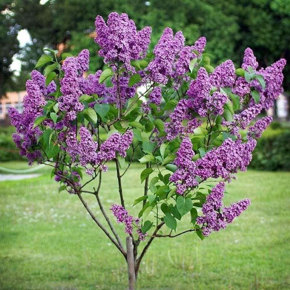 SAKSIDA 3 YAŞ MOR LEYLAK FİDANI BOY 70-100 CM 
