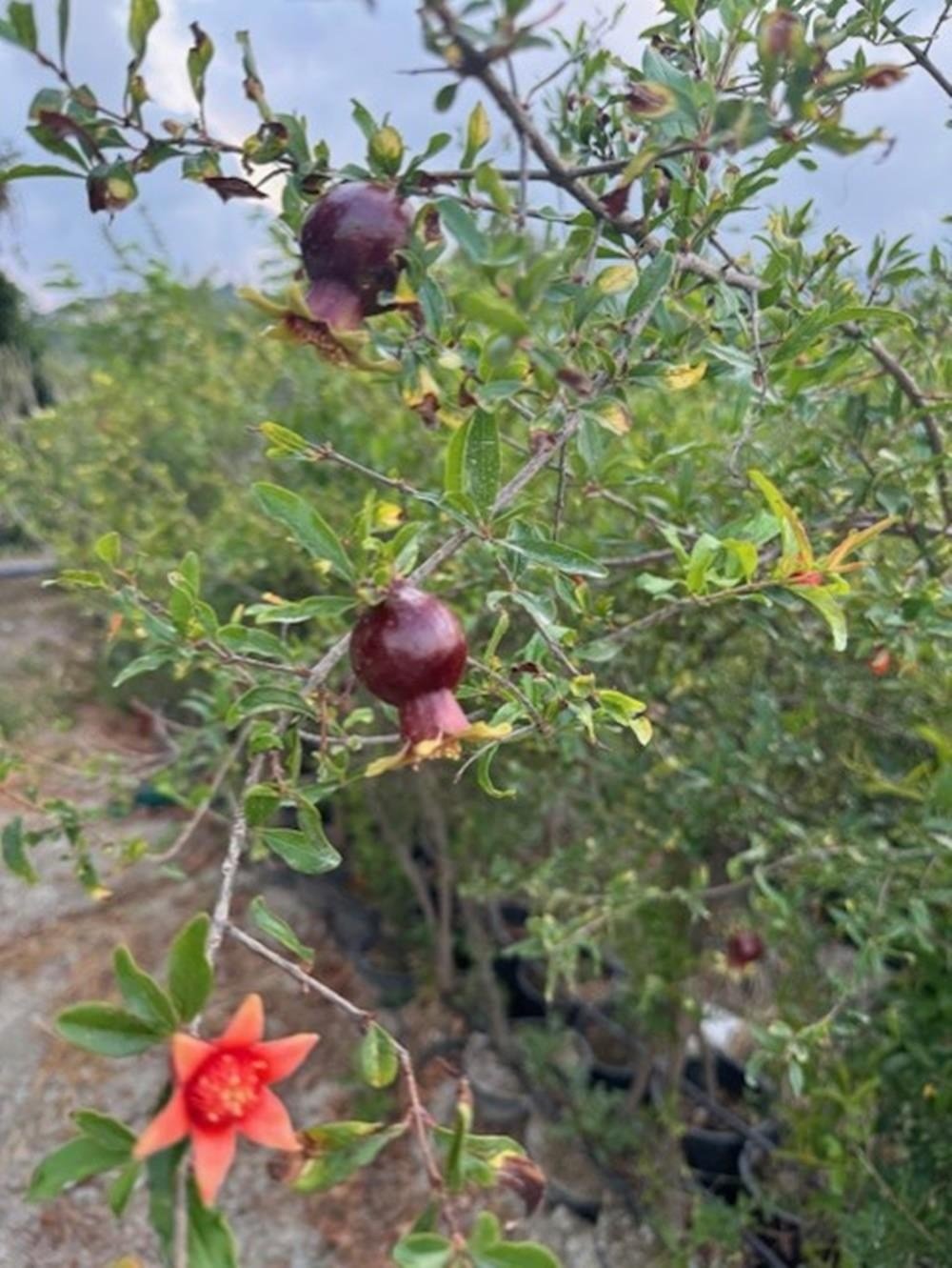 SAKSIDA 5 YAŞ MEYVE VEREN HİCAZ NAR FİDANI B0Y 170-200 CM