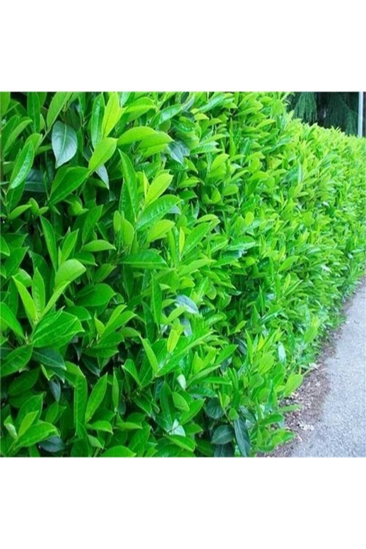 saksıda Kartopu Viburnum Lucidum Fidanı (80-110 CM)  Doğal Çit Duvar