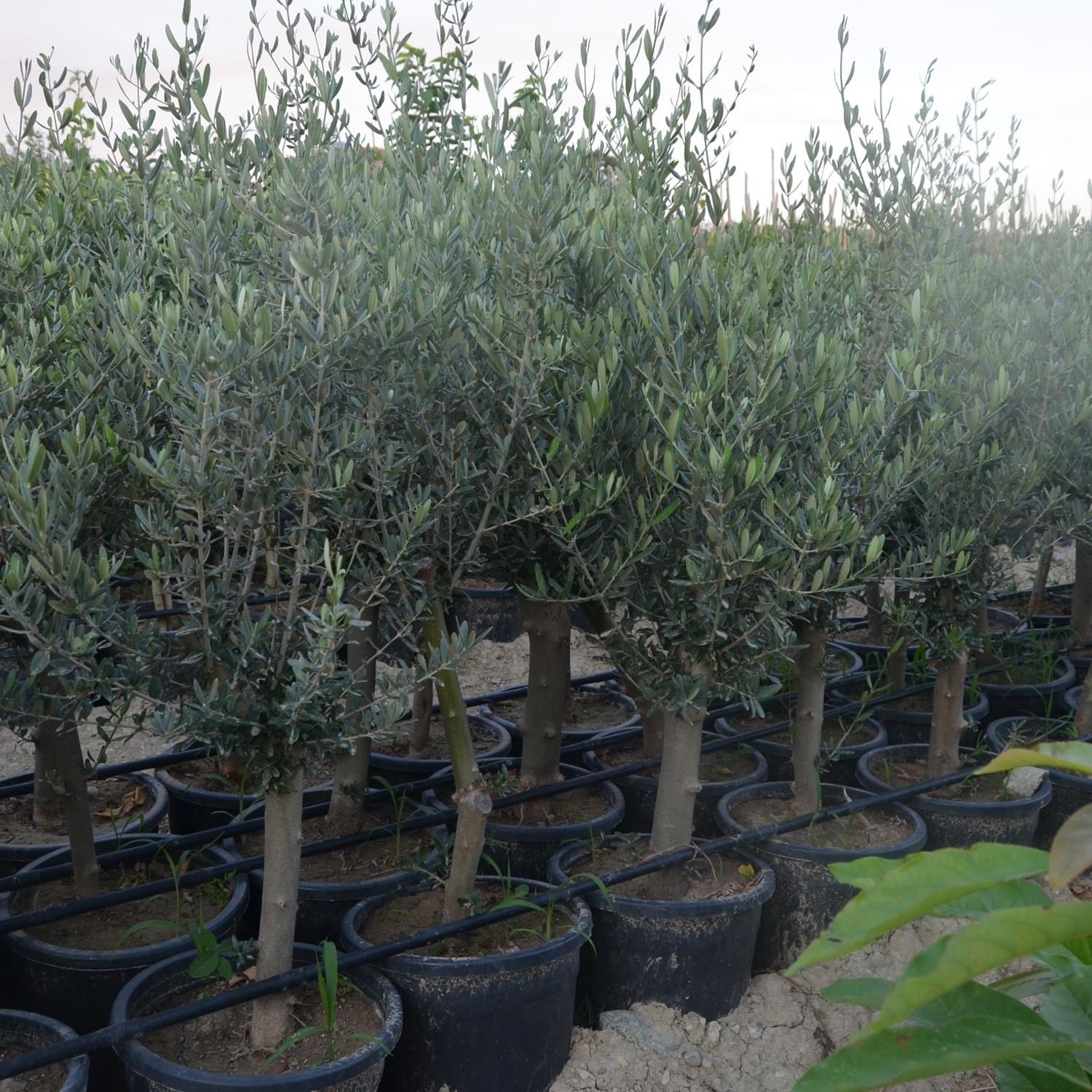 SAKSIDA YARI BODUR 7-10 KUTUR GEMLİK ZEYTİN FİDANI 4-5 YAŞ 50-70 CM BOY