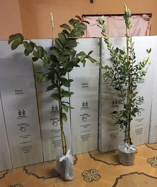 TROPİKAL 2'Lİ 2 YAŞ GUAVA +3 YAŞ FEİJOA(KAYMAK AĞACI) 100-130 CM 