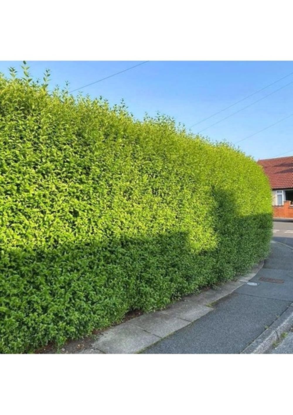tüplü 10 adet çitbitkisi Ligustrum(kurtbağrı) fidanı boy 150-180 cm