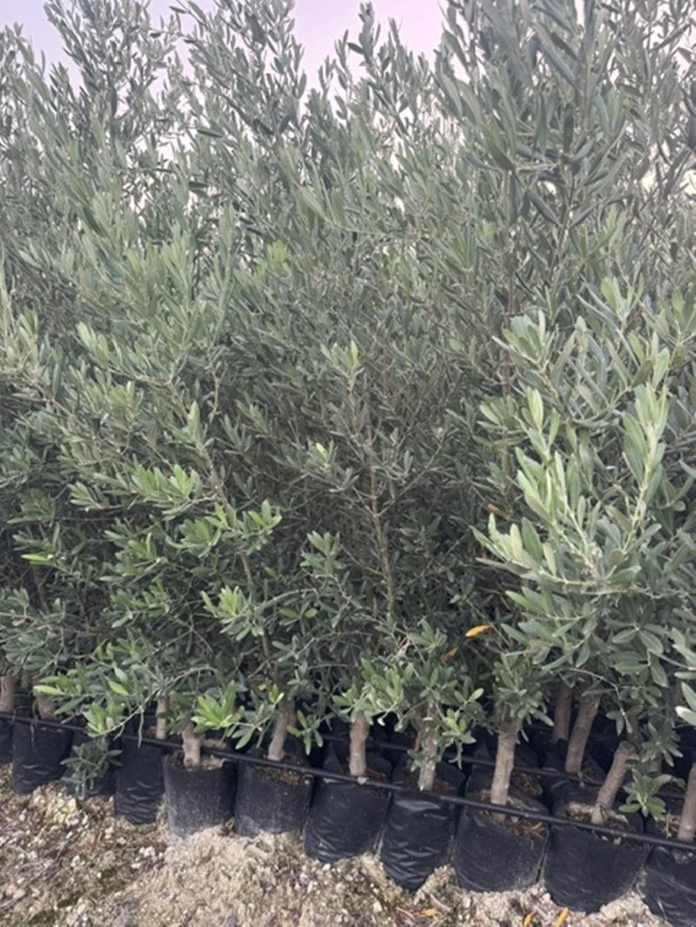 TÜPLÜ 4 YAŞ ,AĞÇ FORMUNA SAHİP GEMLİK TRİLYE ZEYTİN FİDANI BOY 170-200 CM 