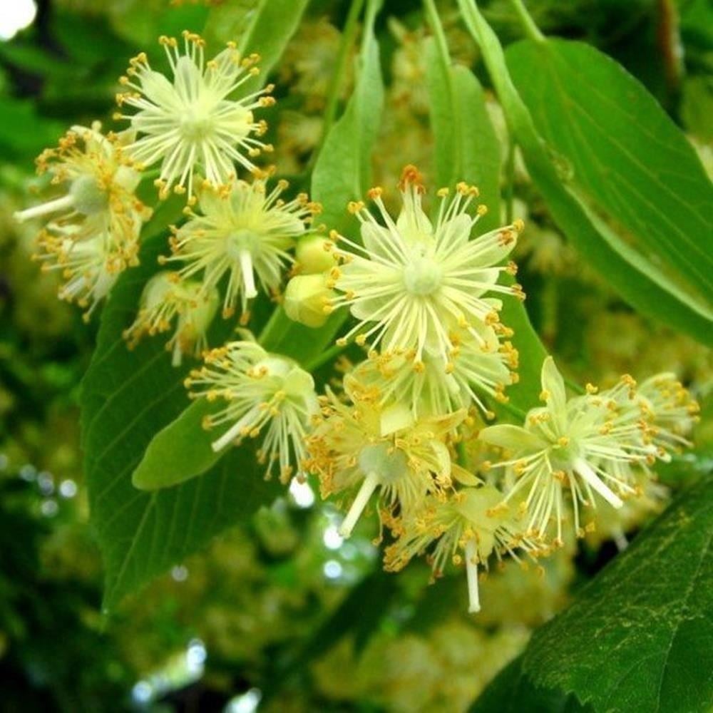 TÜPLÜ 4 YAŞ GENİŞ YAPRAKLI IHLAMUR(Tilia platyphyllos) B0Y 180-200CM