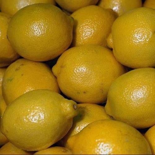 TÜPLÜ AŞILI DİKENSİZ İTALYAN LİMON 120-140 CM YAŞ 3