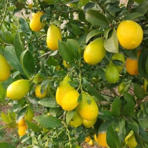 TÜPLÜ AŞILI LİME QUAT (LİMON KAMKAT) FİDANI 2 YAŞ 90-110 CM BOY