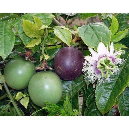 TÜPLÜ MOR PASSİFLORA FİDANI YAŞ 2 BOY 130-150