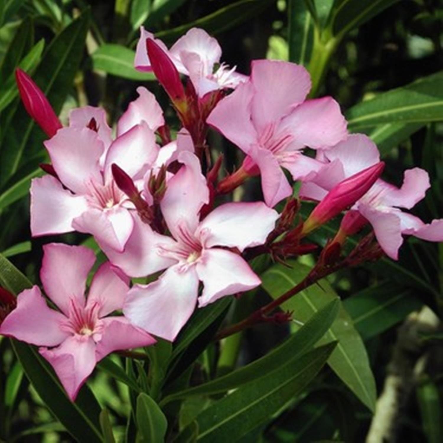 TÜPLÜ ZAKKUM FİDANI PEMBE ÇİÇEKLİ NERİUM OLEANDER