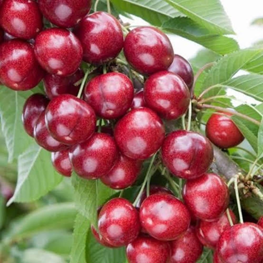 TÜPLÜ,3 YAŞ ,KENDİNDEN VERİMLİ SWEET HEART KİRAZ FİDANIBOY 130-150 CM