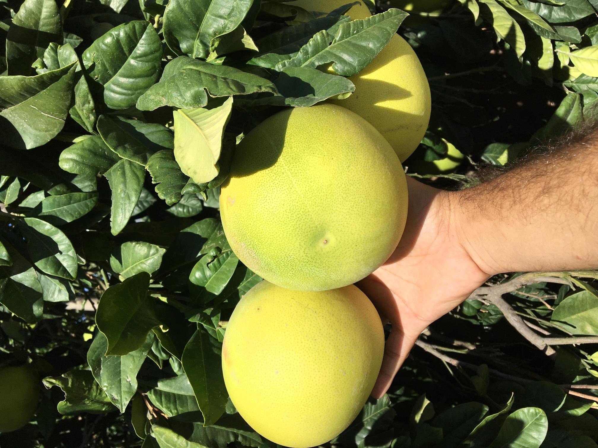 TÜPLÜ,3 YAŞ MEYVE VEREN,İRİ MEYVELİ ,İÇİ KIRIMIZI POMELO AĞAÇ KAVUNU FİDANI BOY 150 CM+