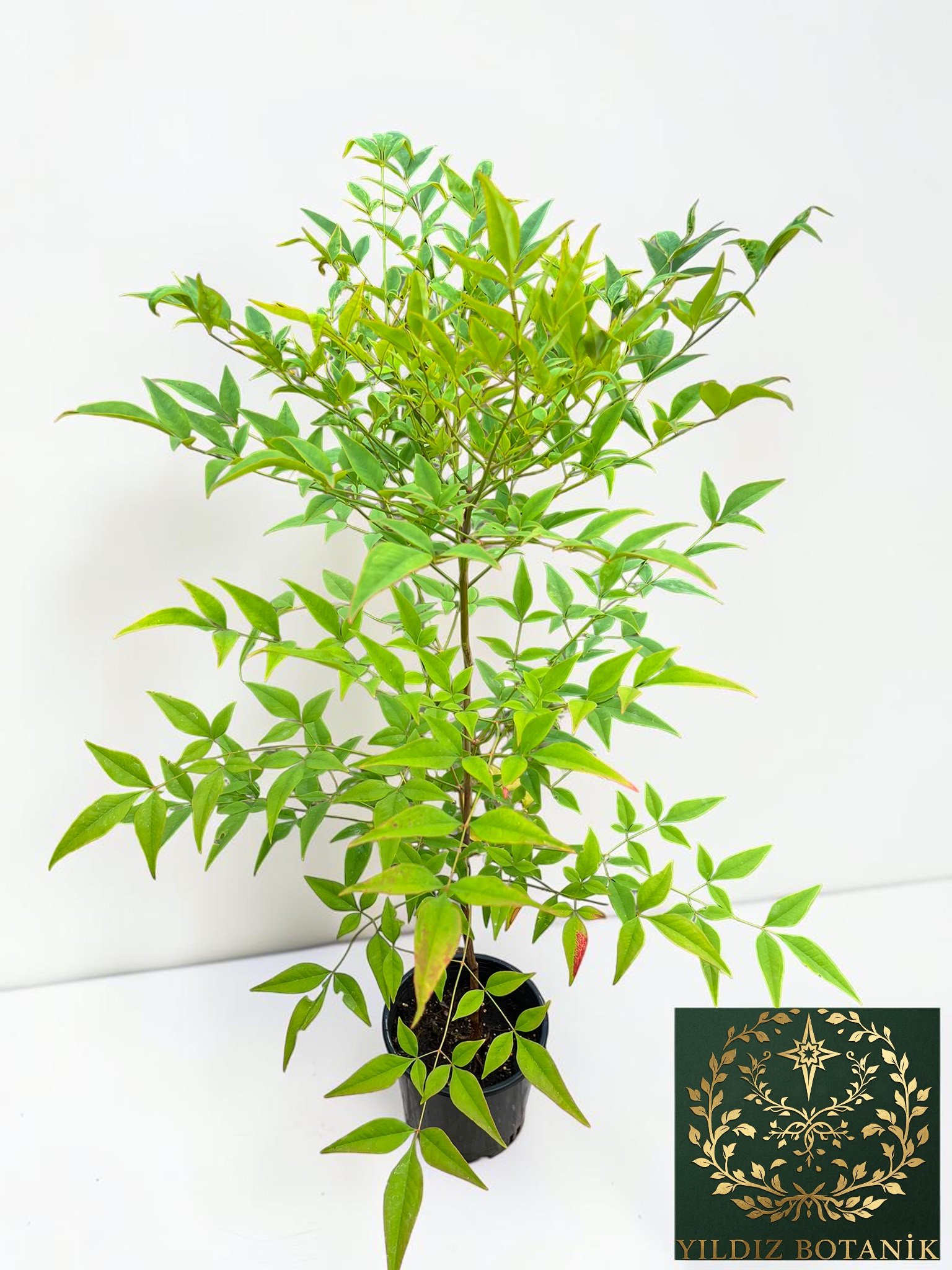 Boncuklu Cennet Bambusu Nandina Domestica Heavenly Bamboo 60-80 CM