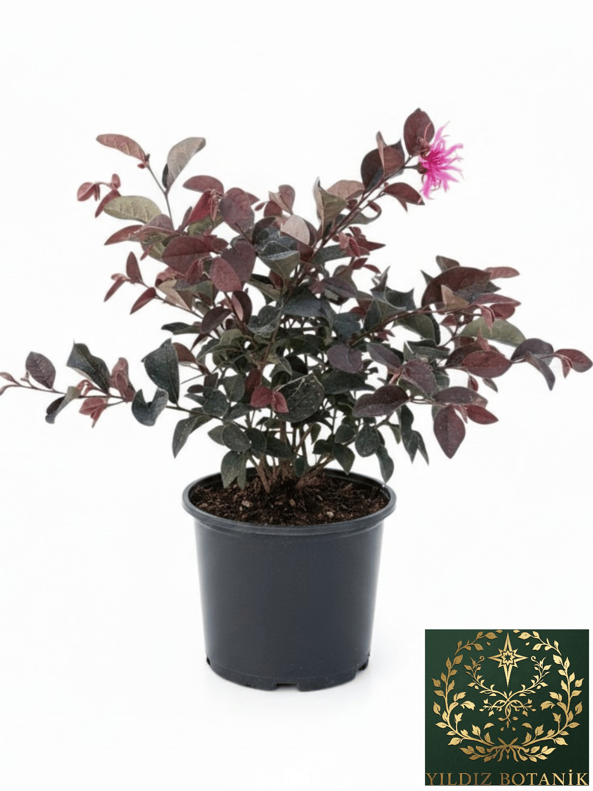 Loropetalum Rüya Çiçeği Fidanı Chinense 30-40 CM