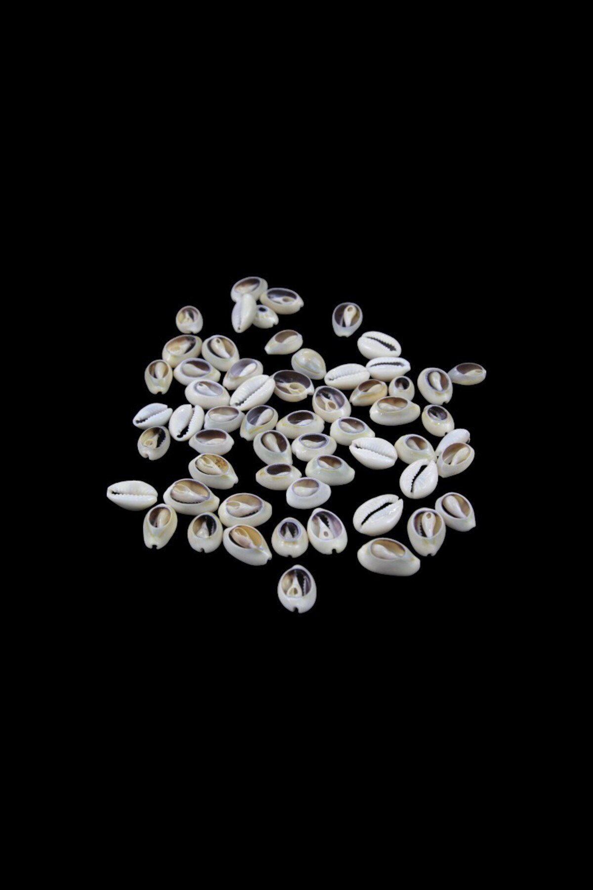 Deniz Salyangoz Kabukları 16 mm Krem Boncuk (40 Adet)