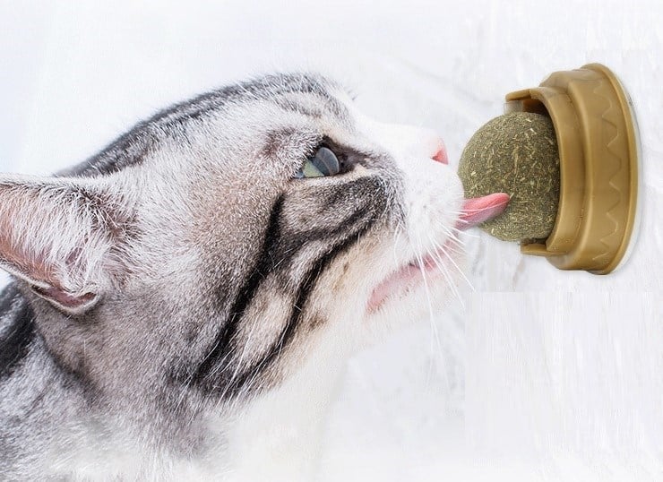 Kedi Otu Oyun Topu