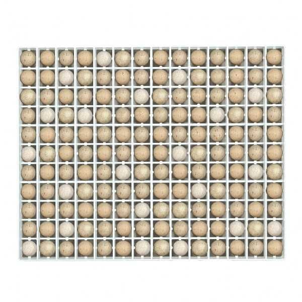 KEKLİK KULUÇKA GELİŞİM TABLASI-TR154