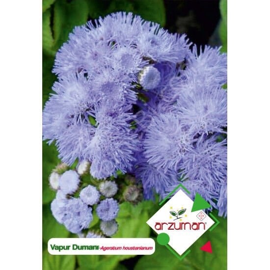 Vapur Dumanı Tohumu 100 Adet | Arzuman