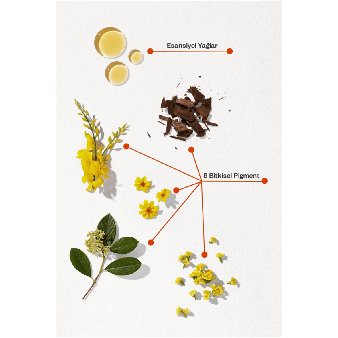 Phyto Color 5.5 Açık Kestane Akaju Amonyaksız Kalıcı Bitkisel Saç Boyası - Phyto