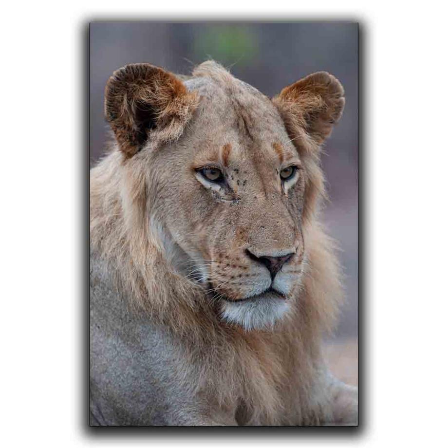 ASLAN KANVAS TABLO ürününe, KANVAS TABLOLAR kategorisinden hemen satın alabilirsiniz.