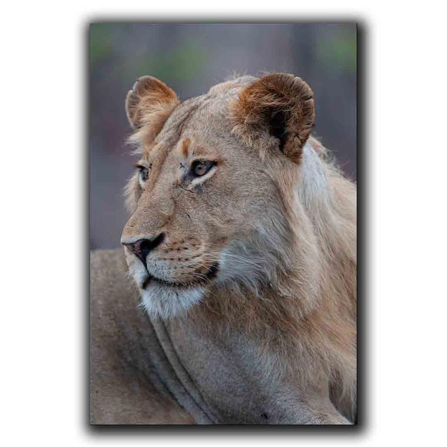 ASLAN KANVAS TABLO ürününe, KANVAS TABLOLAR kategorisinden hemen satın alabilirsiniz.