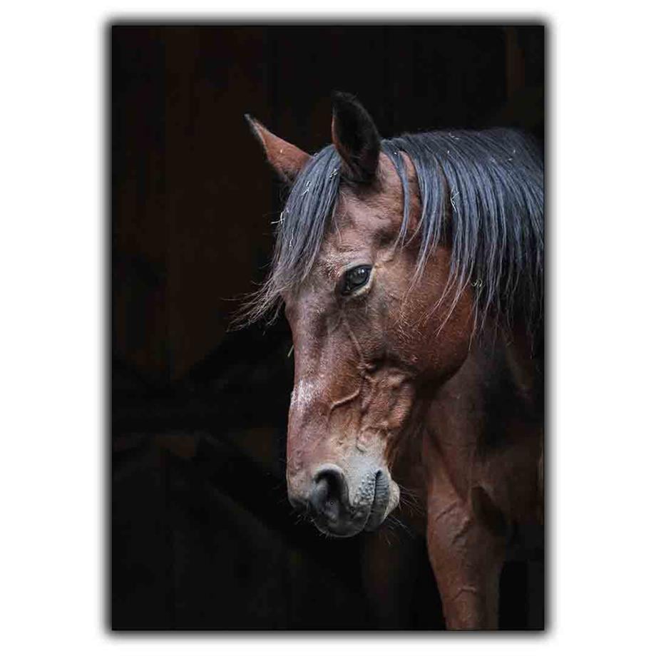 AT KANVAS TABLO ürününe, KANVAS TABLOLAR kategorisinden hemen satın alabilirsiniz.