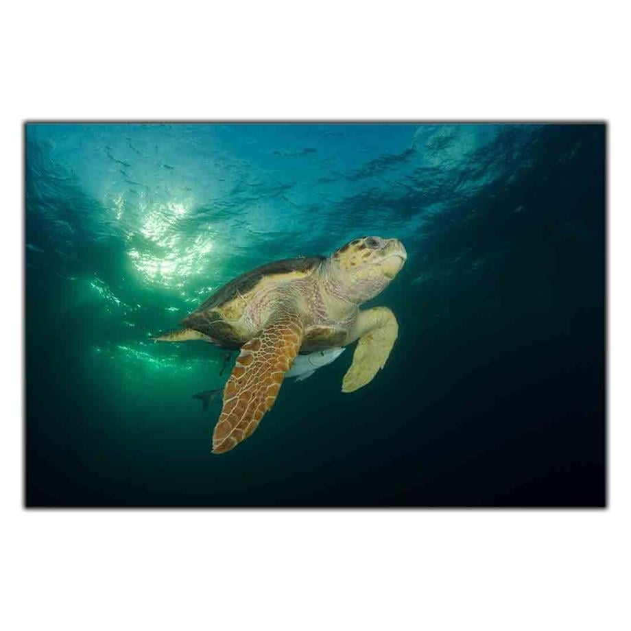 DENİZ ALTINDAKİ CARETTA CARETTA KANVAS TABLO ürününe, KANVAS TABLOLAR kategorisinden hemen satın alabilirsiniz.
