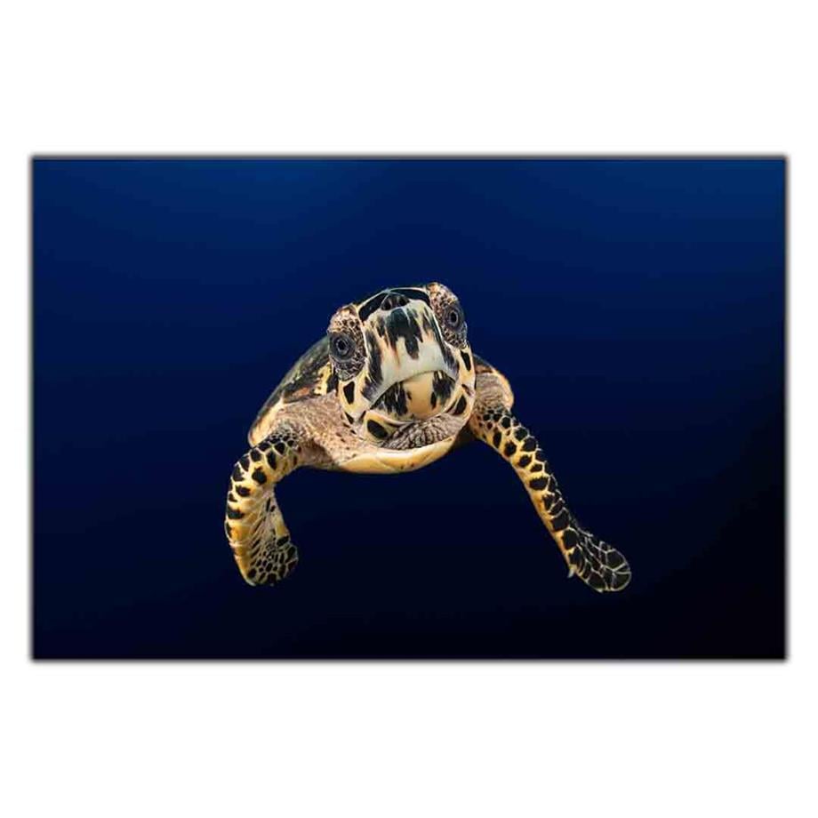 KARA GÖZLÜ CARETTA KANVAS TABLO ürününe, KANVAS TABLOLAR kategorisinden hemen satın alabilirsiniz.