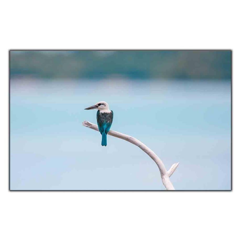 MAVİ KANATLI KOOKABURRA KANVAS TABLO ürününe, KANVAS TABLOLAR kategorisinden hemen satın alabilirsiniz.