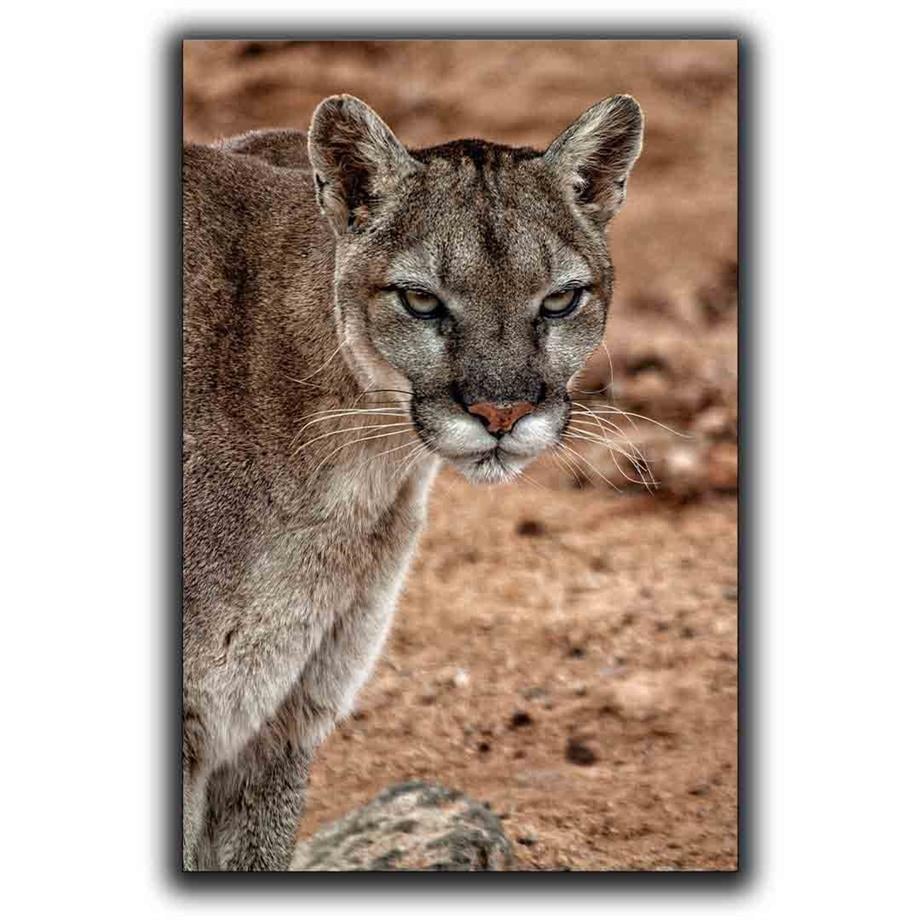 PUMA KANVAS TABLO ürününe, KANVAS TABLOLAR kategorisinden hemen satın alabilirsiniz.