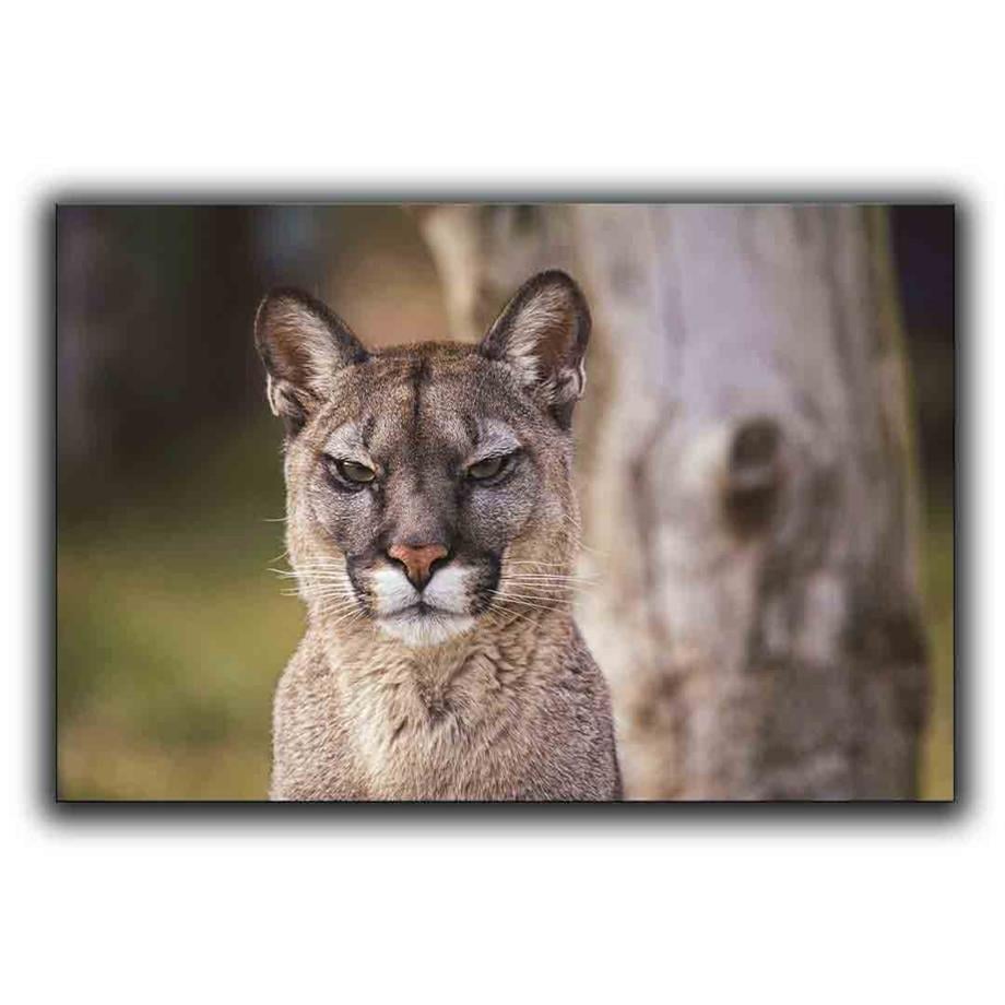 PUMA KANVAS TABLO ürününe, KANVAS TABLOLAR kategorisinden hemen satın alabilirsiniz.