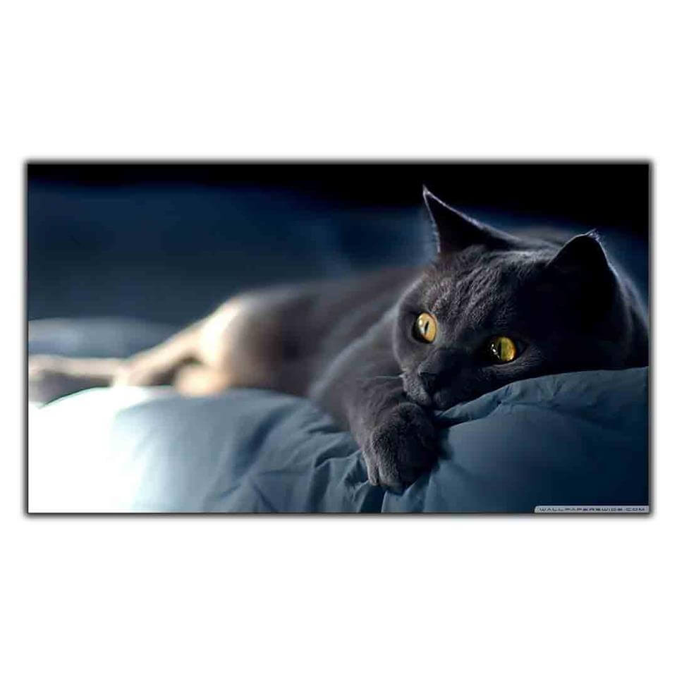 SARI GÖZLÜ KEDİ KANVAS TABLO ürününe, KANVAS TABLOLAR kategorisinden hemen satın alabilirsiniz.