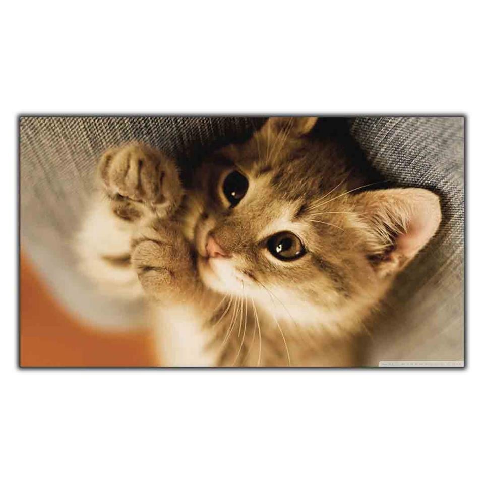 SARI TÜYLÜ YAVRU KEDİ KANVAS TABLO ürününe, KANVAS TABLOLAR kategorisinden hemen satın alabilirsiniz.