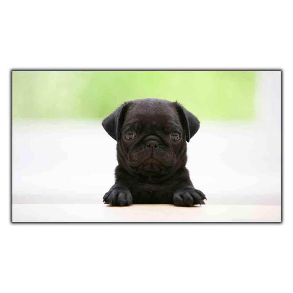 ŞAŞKIN BAKIŞLI SİYAH PUG KANVAS TABLO ürününe, KANVAS TABLOLAR kategorisinden hemen satın alabilirsiniz.