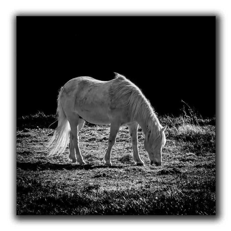 SİYAH BEYAZ AT KANVAS TABLO ürününe, KANVAS TABLOLAR kategorisinden hemen satın alabilirsiniz.