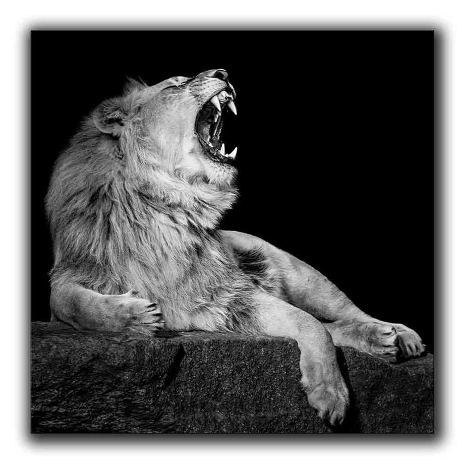 SİYAH BEYAZ ESNEYEN ASLAN KANVAS TABLO ürününe, KANVAS TABLOLAR kategorisinden hemen satın alabilirsiniz.