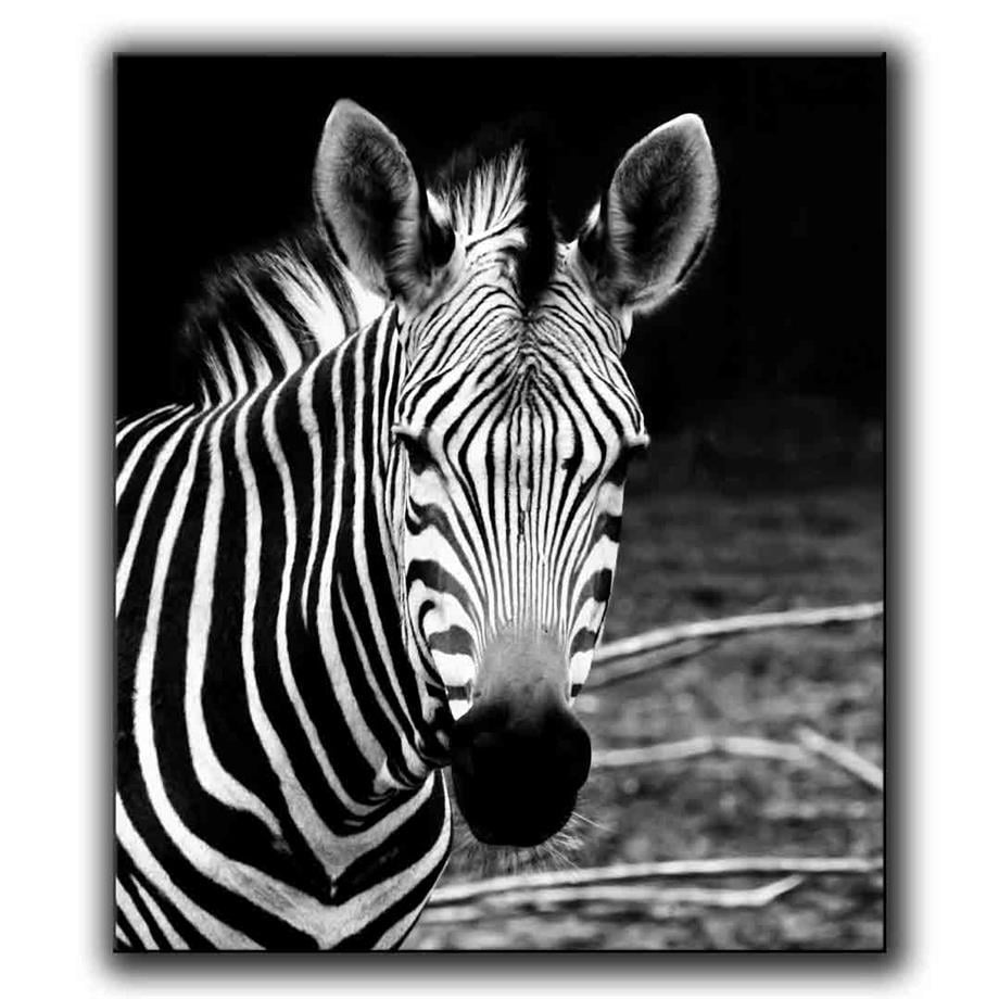 SİYAH BEYAZ ZEBRA PORTRESİ KANVAS TABLO ürününe, KANVAS TABLOLAR kategorisinden hemen satın alabilirsiniz.