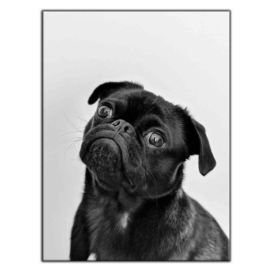 SİYAH PUG KANVAS TABLO ürününe, KANVAS TABLOLAR kategorisinden hemen satın alabilirsiniz.