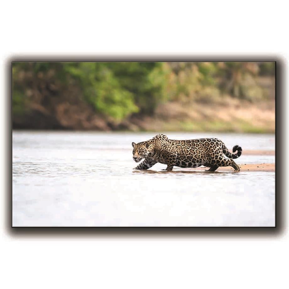 SUDA AVLANAN JAGUAR KANVAS TABLO ürününe, KANVAS TABLOLAR kategorisinden hemen satın alabilirsiniz.